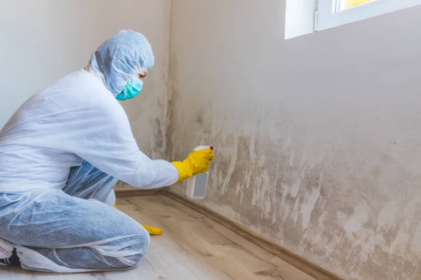 Licensed Black Mold Remediation service in Gainesville, VA - Car Mold Remediation