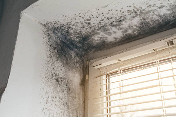 Affordable Black Mold Remediation solutions in Gainesville, VA