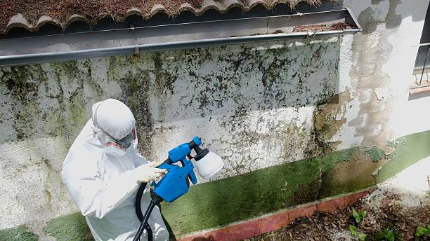 Top rated local Black Mold Remediation specialists in Gainesville, VA